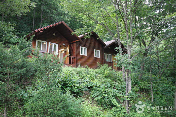 대구 가볼만한 단풍 여행은 어디일까? 대구 단풍 여행 총정리!