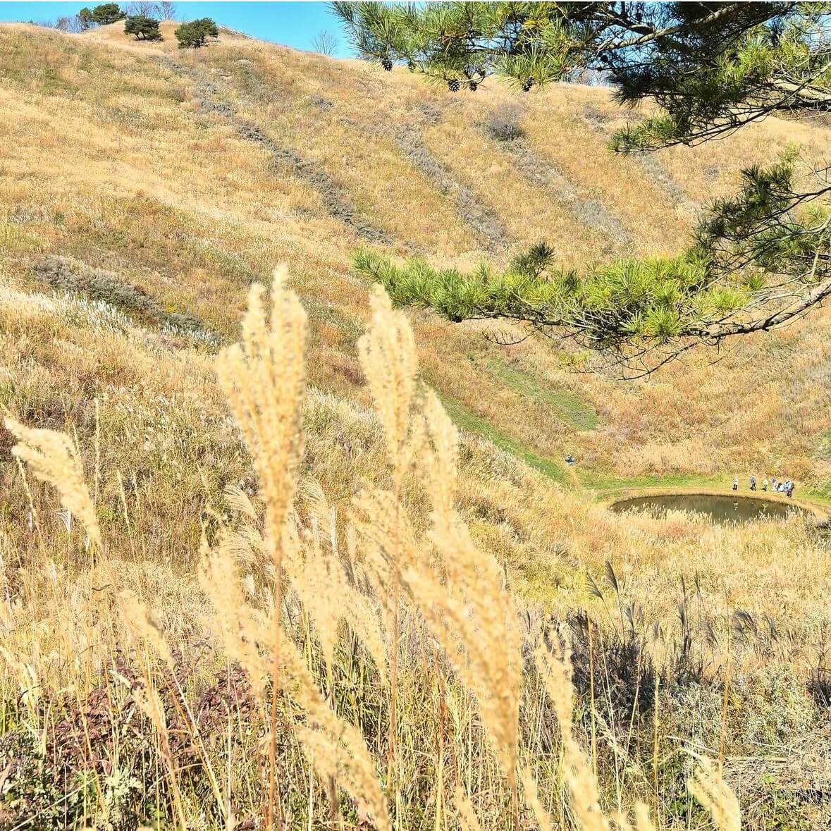 민둥산 억새꽃축제
