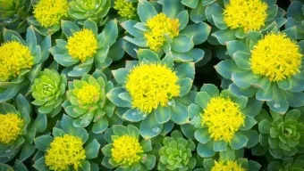 홍경천 효능, 부작용, 복용법 및 번아웃 직장인, 수험생 필독 정보_31