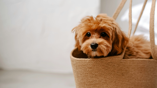 가방안에 들어가있는 강아지