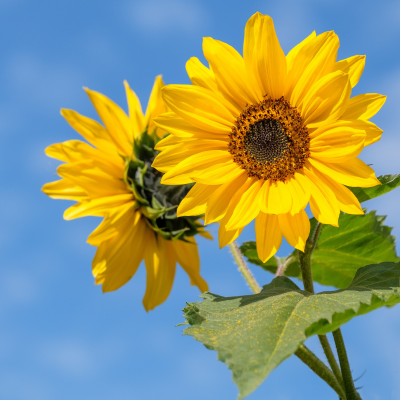 포스파티딜세린 원료인 해바라기