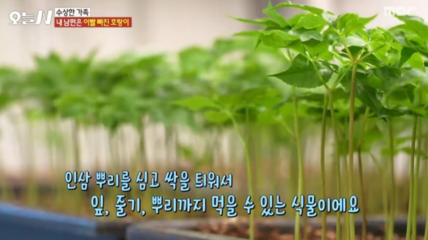 강원-원주-새싹삼-함결농장-강원도-스마트팜