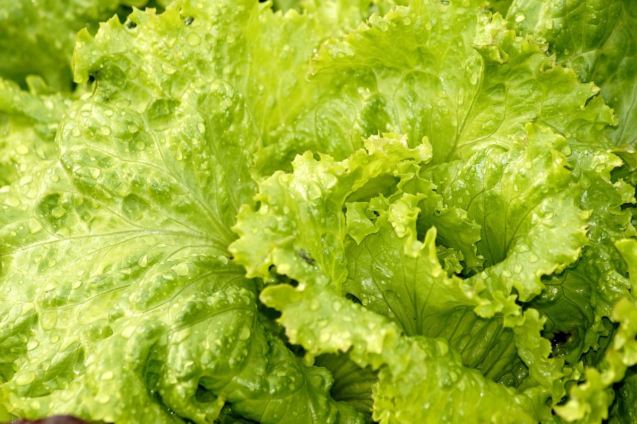 양상추의 맛과 영양성분, 그리고 놀라운 효능!