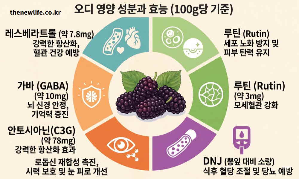 오디 효능 영양성분