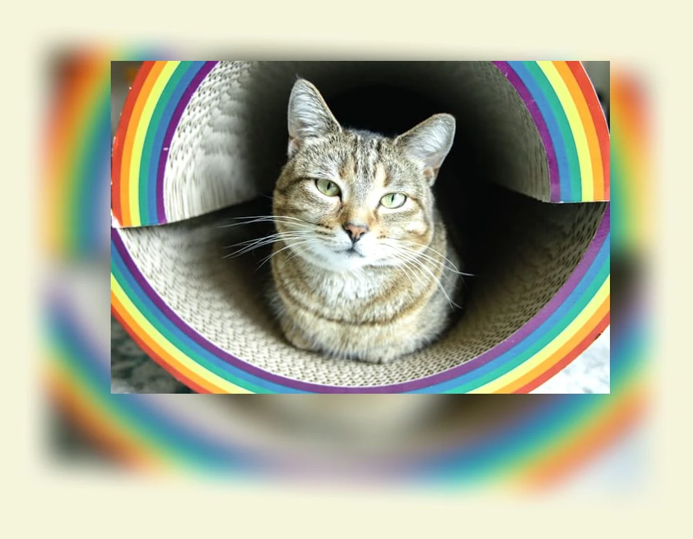 고양이 스크래쳐_2_subsection