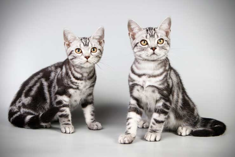 아메리칸 숏헤어 고양이 이미지 - 2