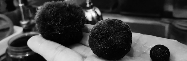 마리모 키우는 방법