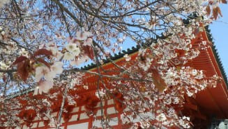 벚꽃이 피어있고 그 뒤로 절같은 신사가 보인다.