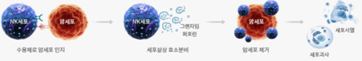 NK세포의 암세포 제거 과정 이미지
