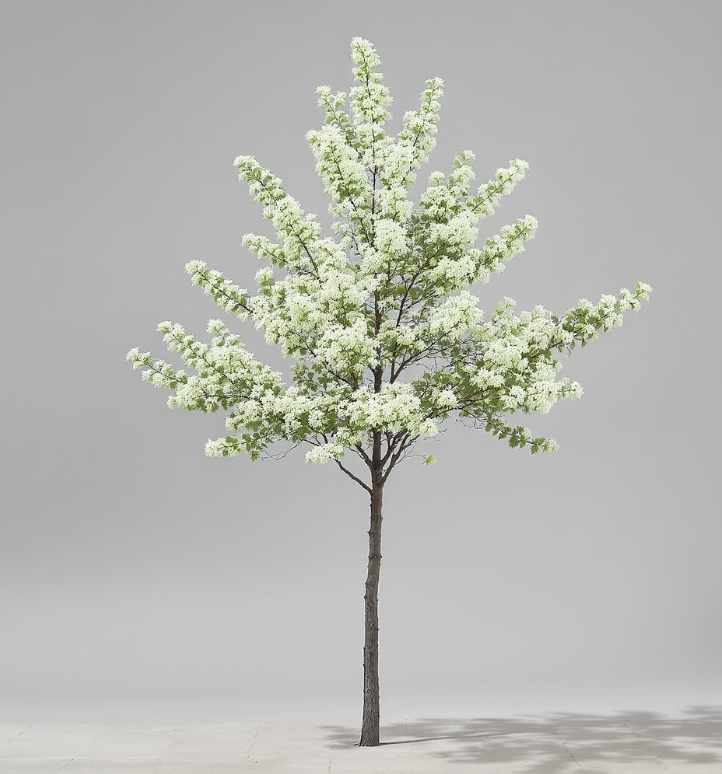 3. 가지의 균형, 미래 수형을 그리다