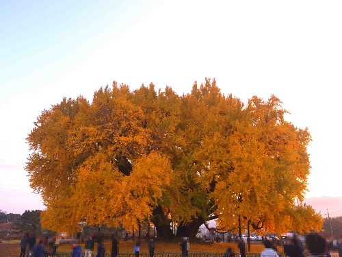 반계리 은행나무, 원주 반계리 은행나무, 반계리 은행나무 주차장, 은행나무 단풍, 은행나무 숲, 단풍절정 시기