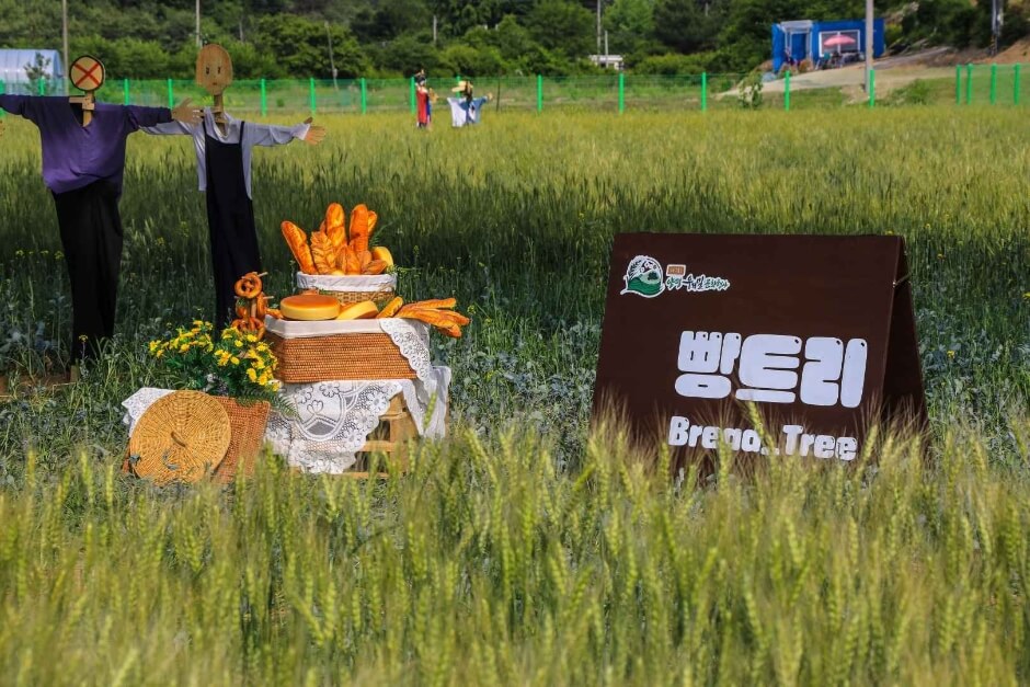 양평밀축제