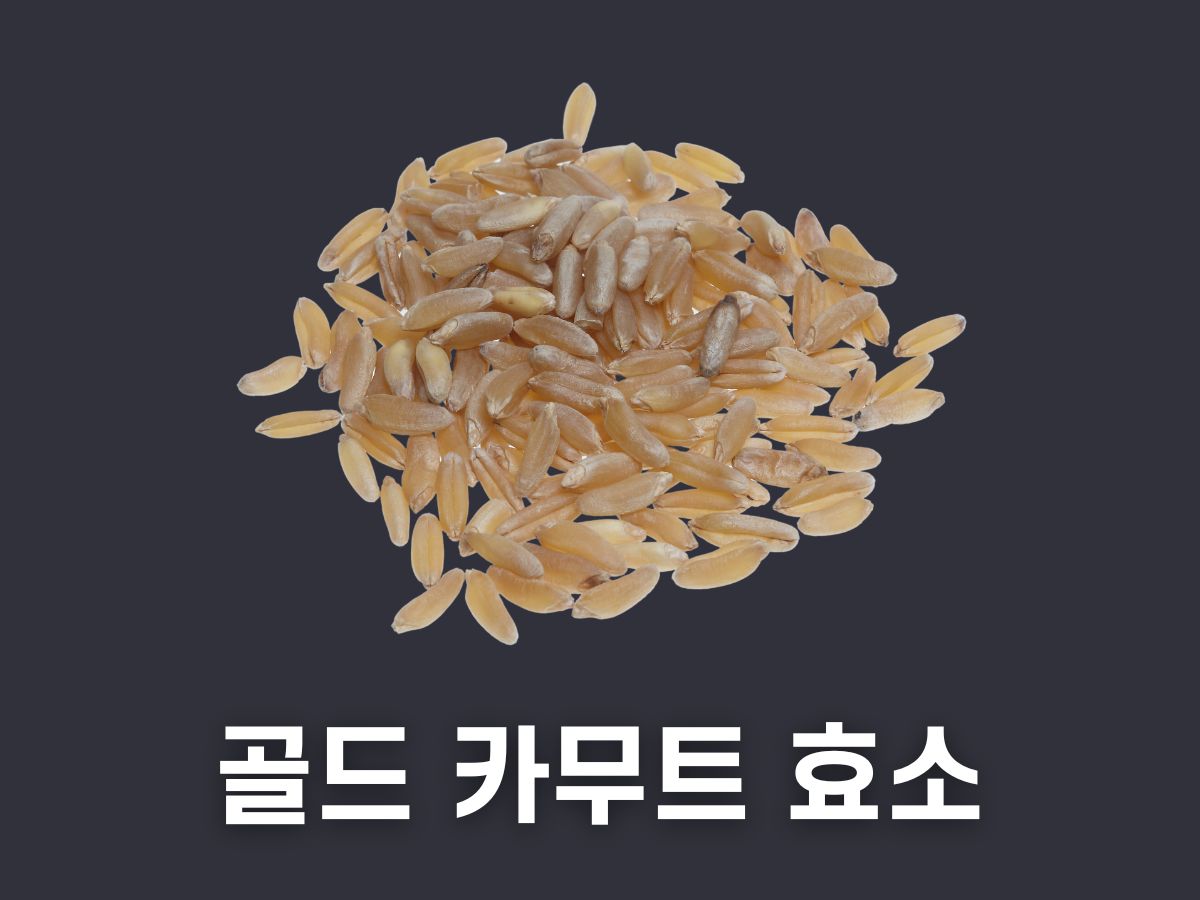 골드 카무트 효소 효능