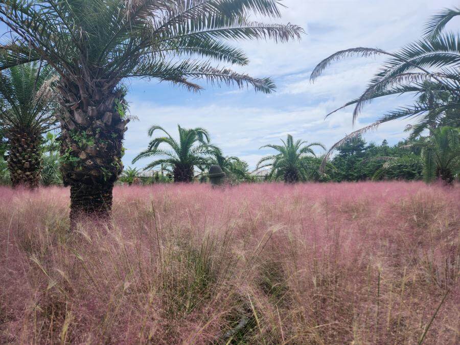 휴애리핑크뮬리축제