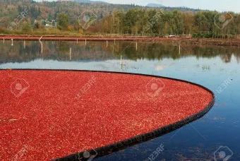 크랜베리 재배 산성 토양 물 관리 지표 재배_11