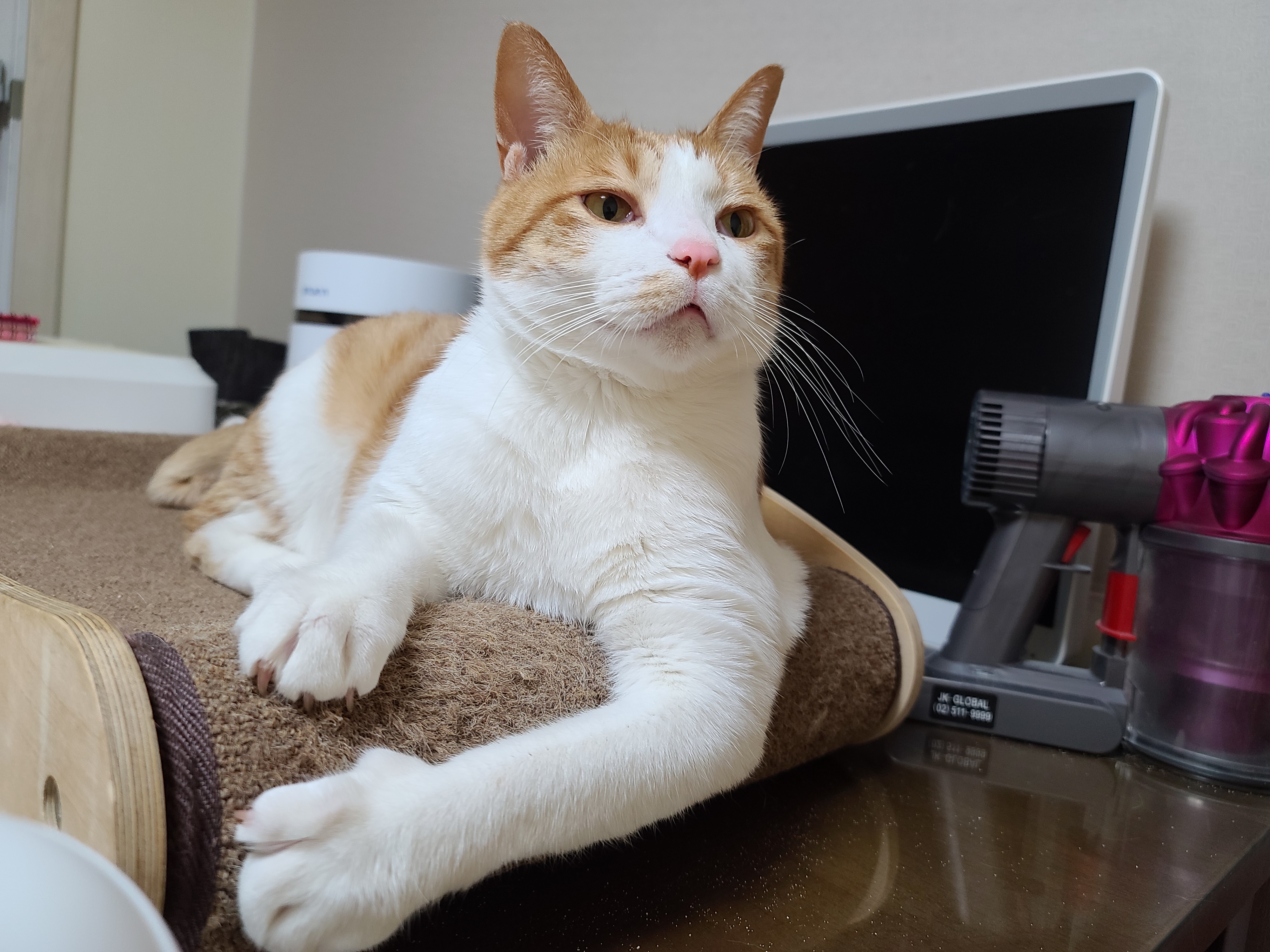 삐진 치즈냥이 막둥이 삐용