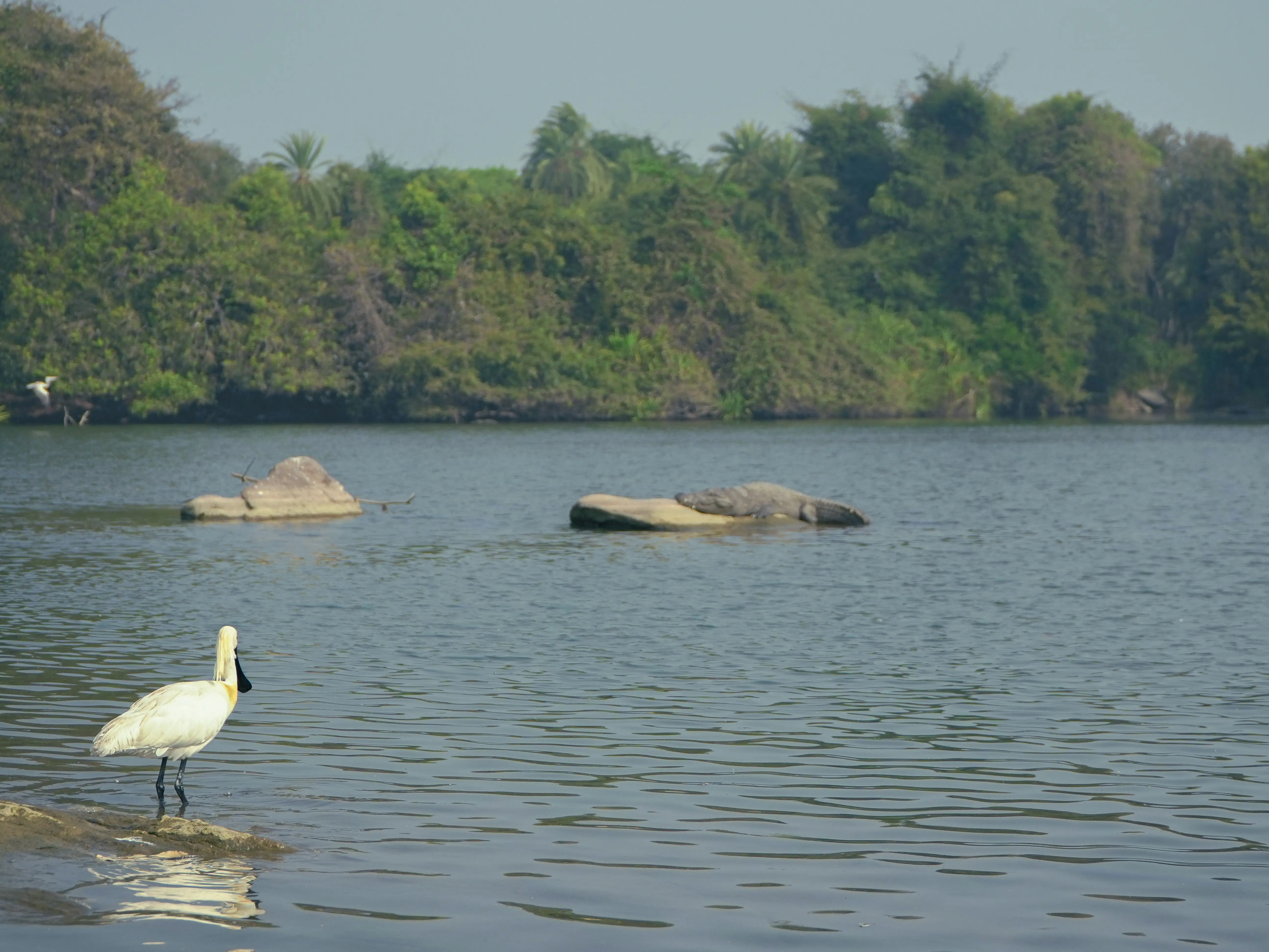 수면 가까이에서 먹이를 탐색하는 저어새의 모습