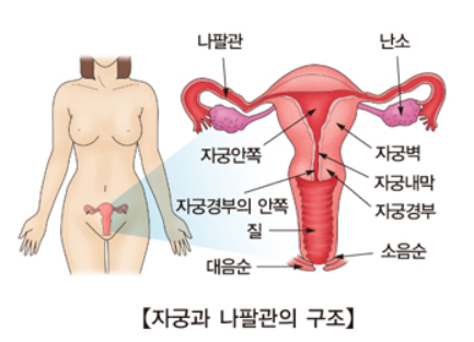 자궁과-나팔관의-구조