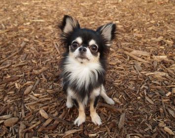 이쪽을 바라보고 있는 치와와.