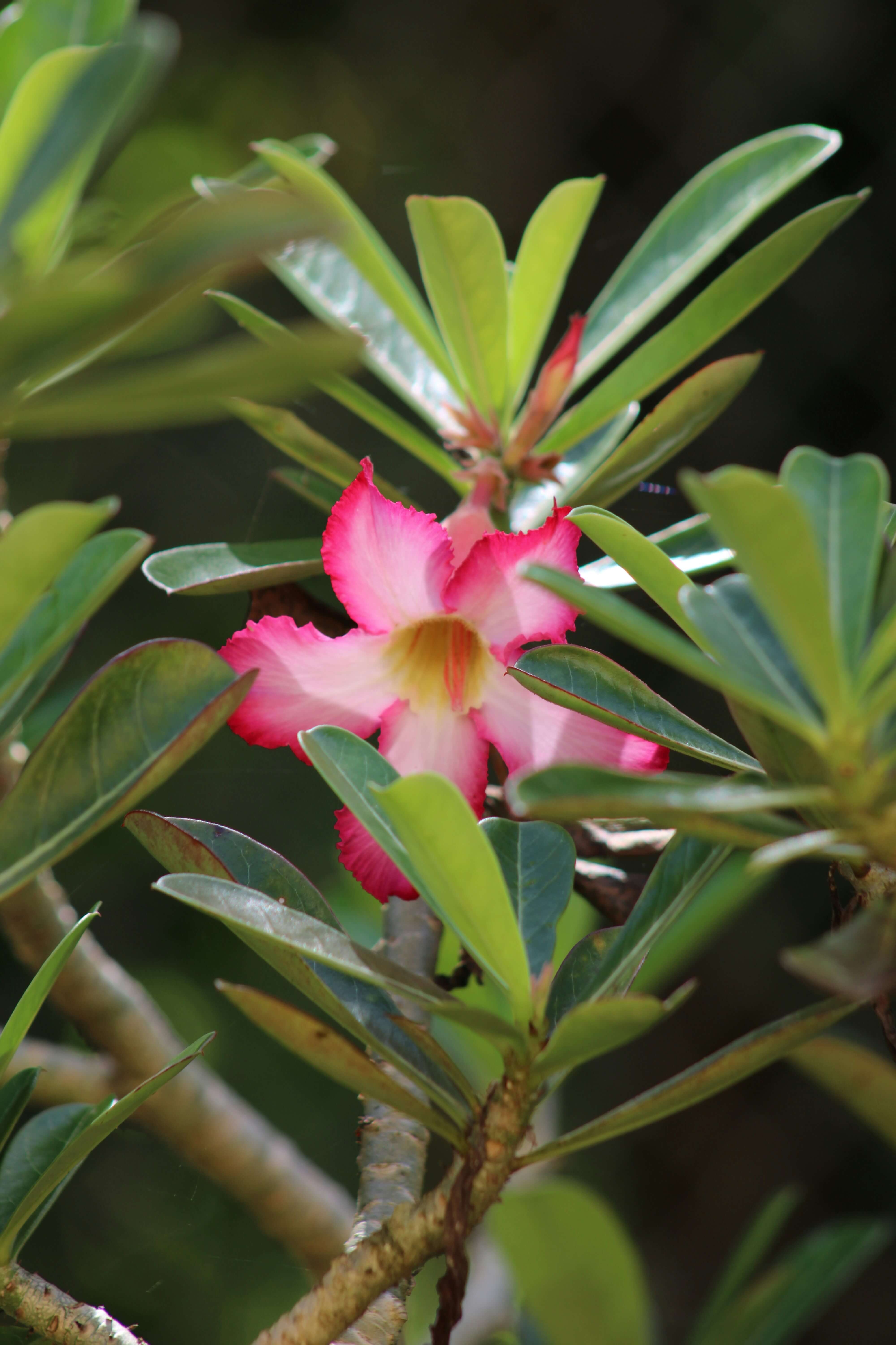 바오밥나무 아데니움 오베숨