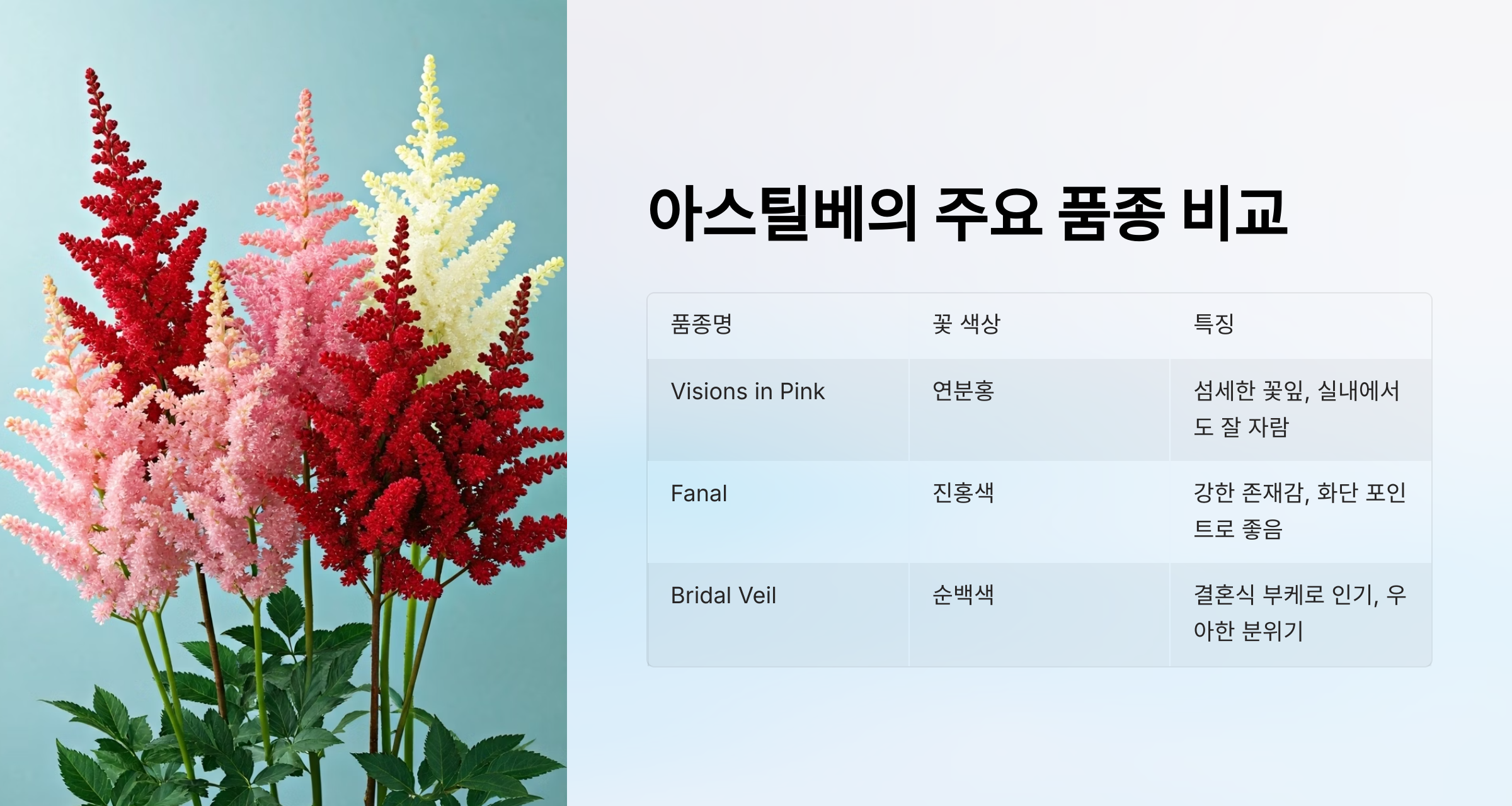 아스틸베