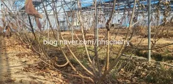체리나무 재배법 건강한 과일 나무 키우기_6