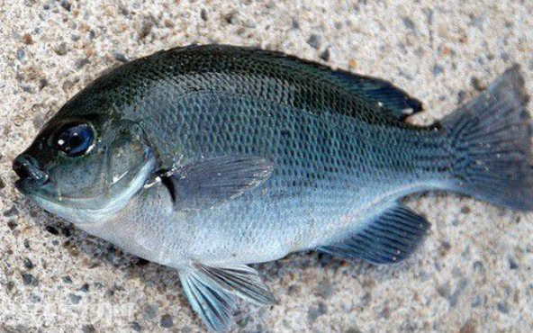 바다돔의 맛과 요리