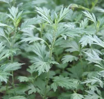 간에 좋은 음식 10