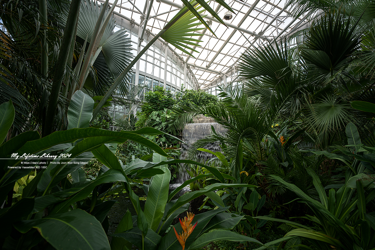 #식물 #나무 #수목원 #세종 #세종수목원 #피노키오