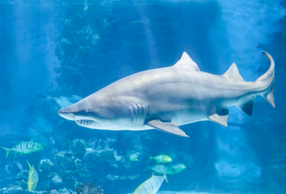 철갑 상어연골 콘드로이친이 다른 거보다 더 낫다고 하는 이유