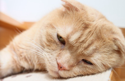 축 늘어진 고양이.