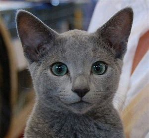 러시안 블루 관련 이미지