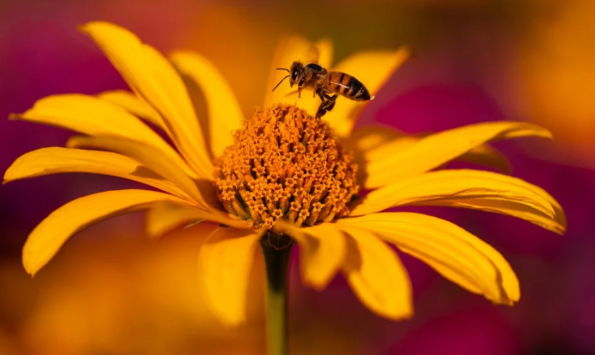 프로폴리스 효능