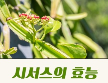 시서스 가루 효능 9가지, 부작용, 복용방법