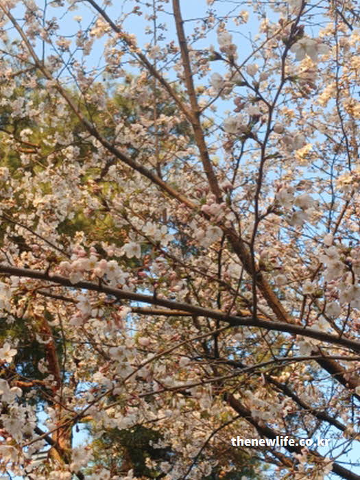 2026년 서울 벚꽃 만개 시기 주말 예상 사진