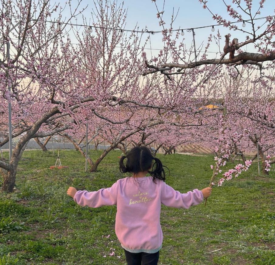 오늘N 복사꽃정원에서 복사꽃이 가득 핀 모습