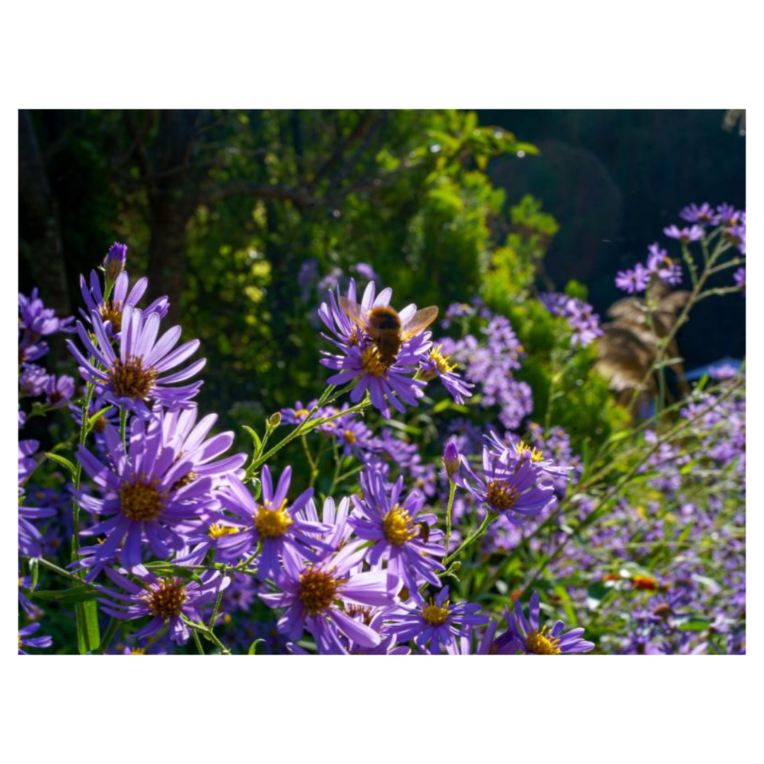 맥문동과 관련된 사진입니다.