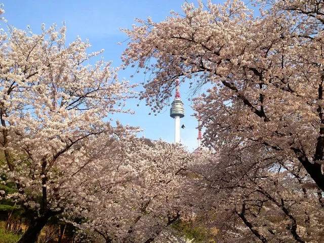 서울 벚꽃 명소 추천 베스트10_5