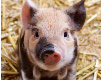 띠별운세 11월 3일