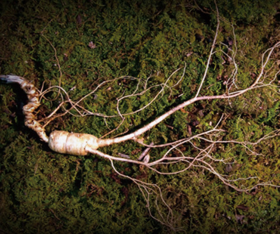 침향환 효능 삼삼 수준