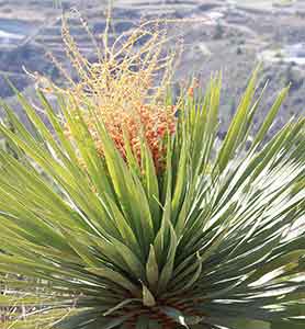 드라세나-드라코