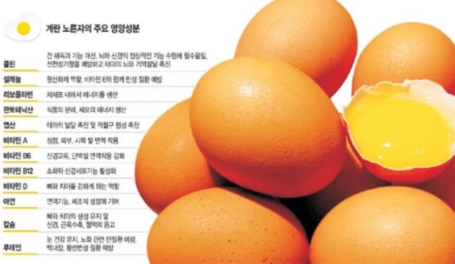 삶은달걀-단백질-4가지-효능