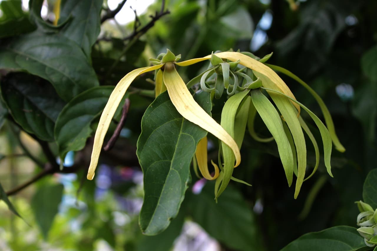 [Annonaceae] Ylang Ylang