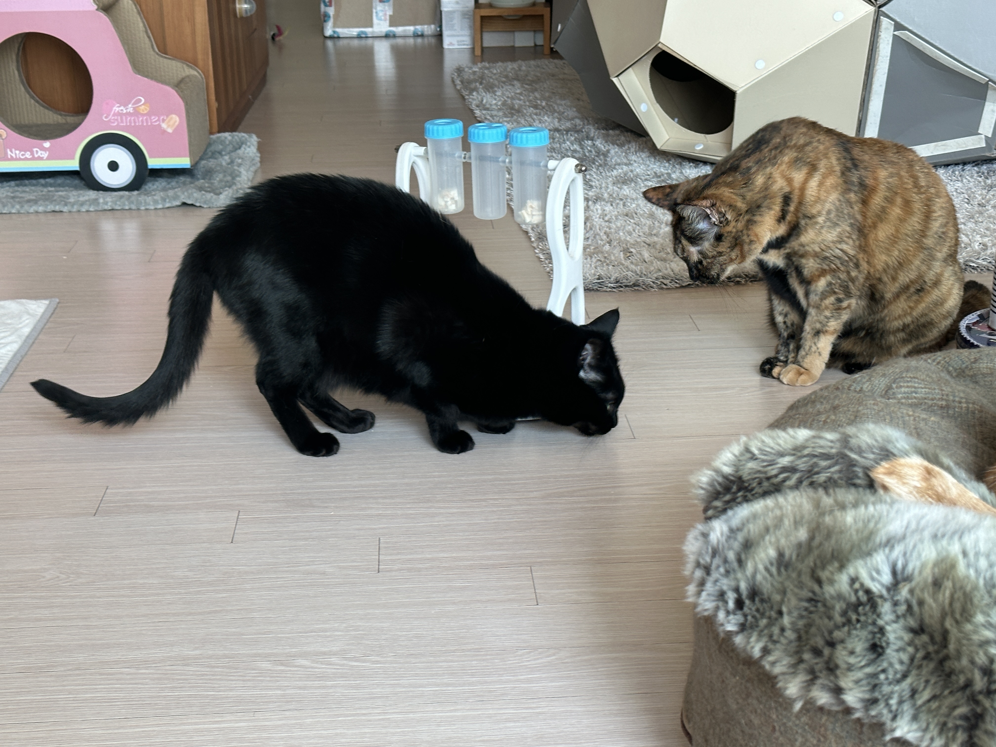 우리집 똑똑한 고양이 건이와 먹보 사랑이 (feat. 똑똑한 고양이를 둔 다묘집사의 고민)