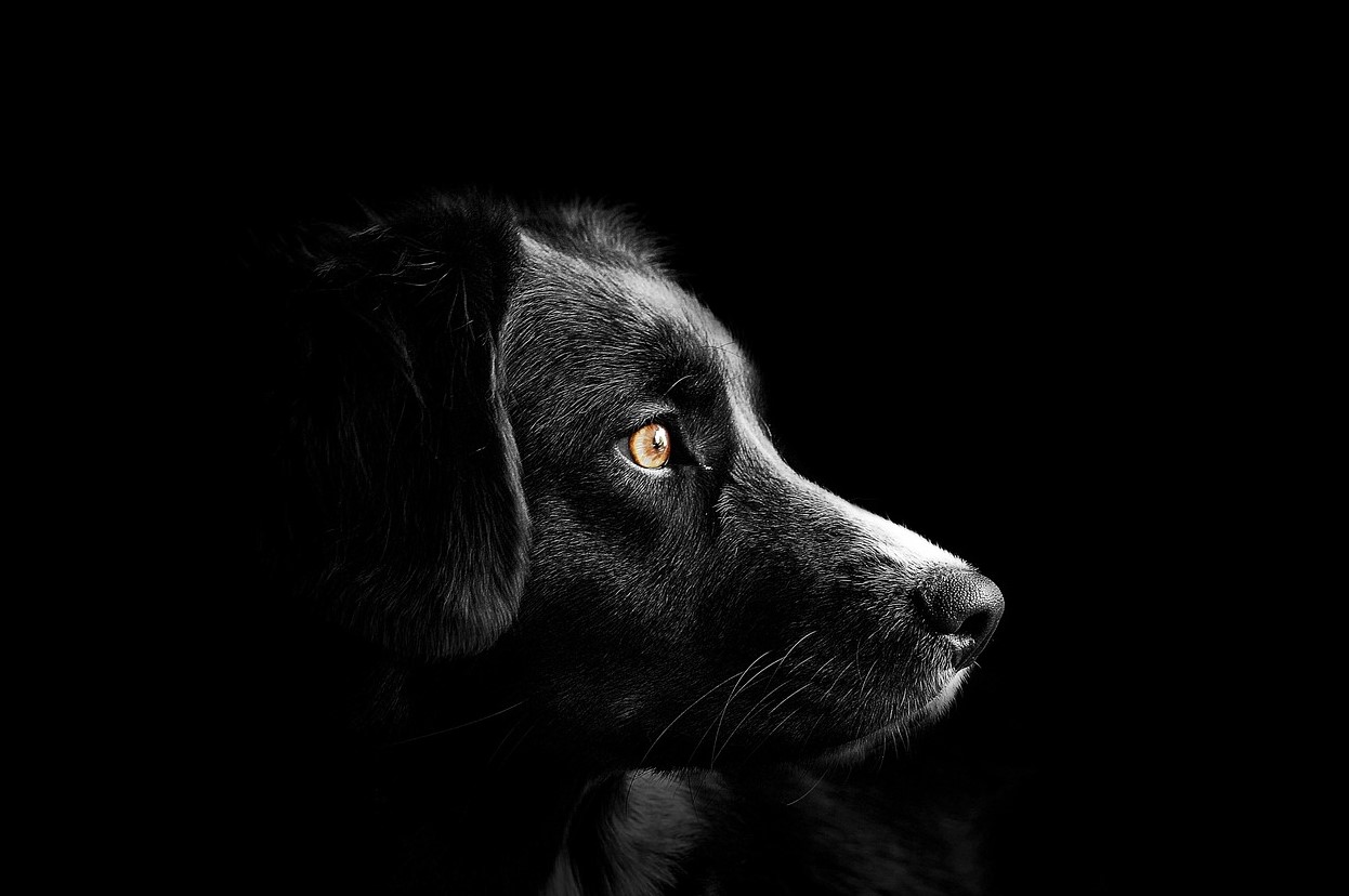 청각에-예민한-강아지