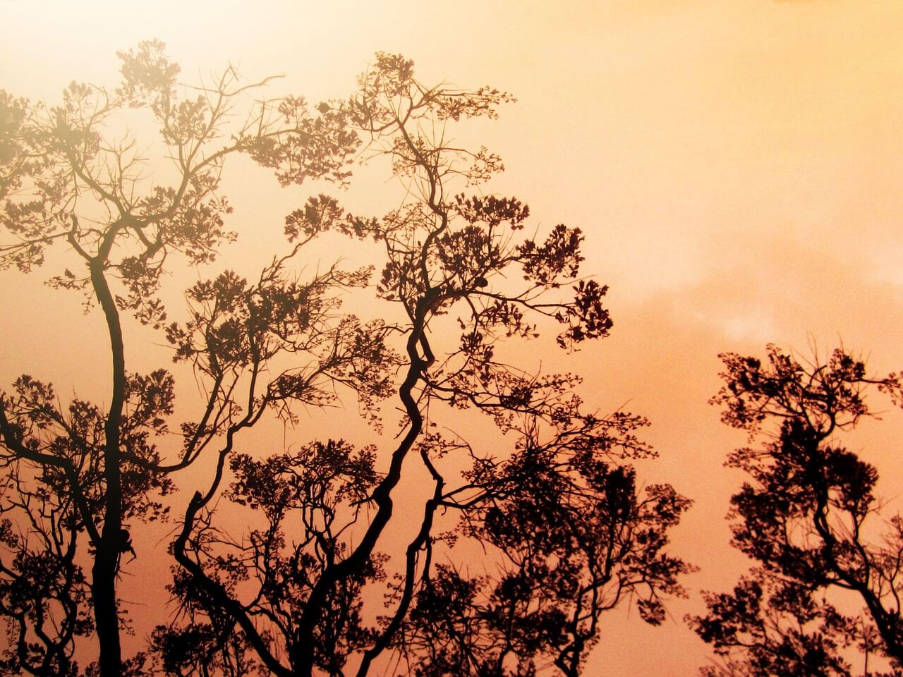 경북산불 자원봉산 신청