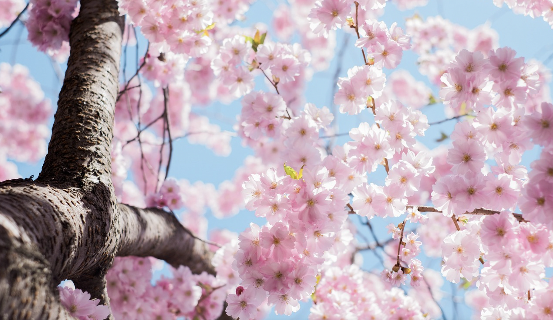 2023 오사카 벚꽃 축제 개화시기 명소 BEST 05 + 근교 교토 포함