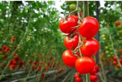 전립선에 좋은 음식, 피해야할 나쁜음식