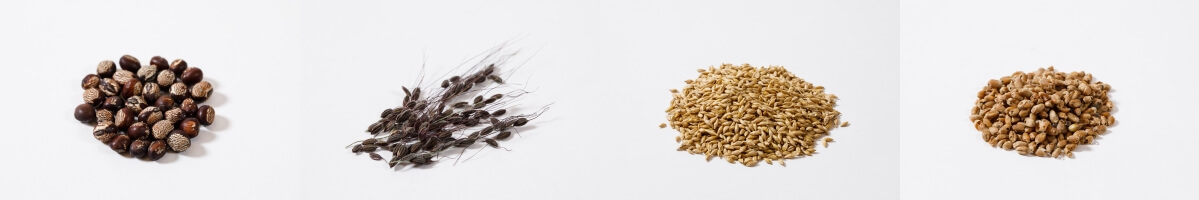 한국 토종씨앗들