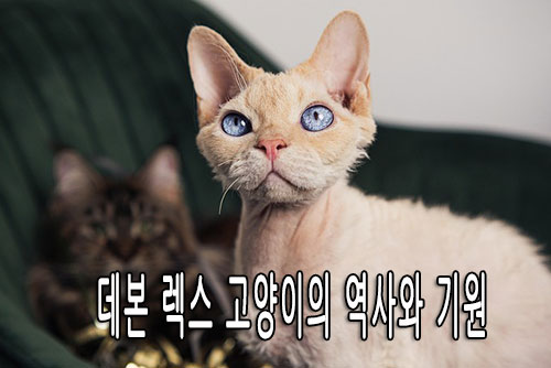 데본 렉스 고양이의 역사와 기원